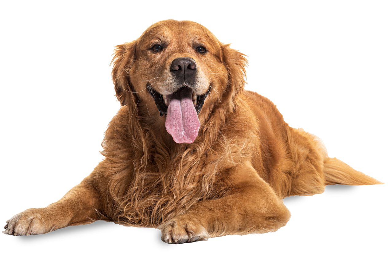 Happy Golden Retriever